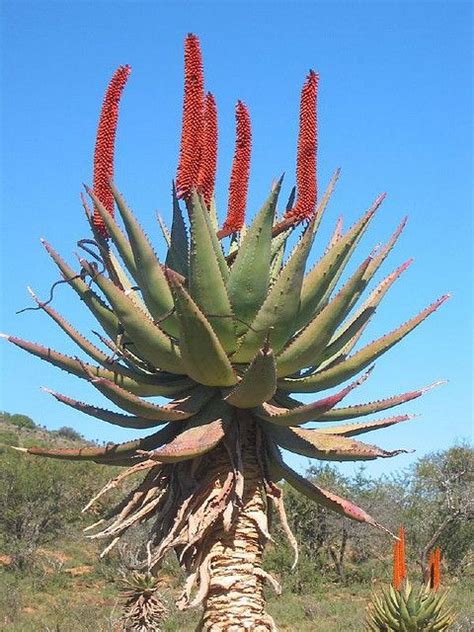 Aloe Ferox In The Eastern Cape South Africa African Plants Aloe