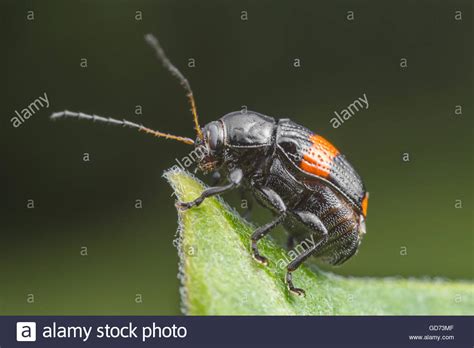 A Case Bearing Leaf Beetle Bassareus Mammifer Stands At The End Of A