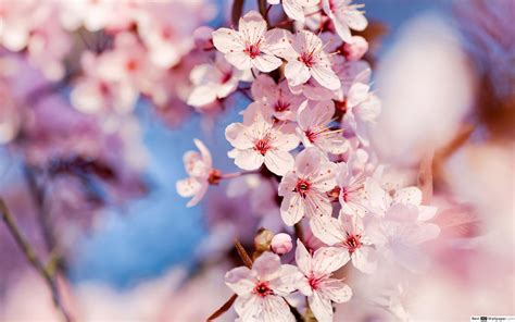 4k Cherry Blossom Wallpaper Kolpaper Awesome Free Hd Wallpapers