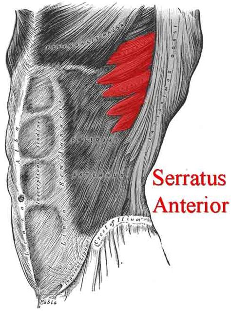 ﻿the rib cage has 12 sets of ribs. Ask The Nuwaupians, why did Malachi York teach that humans ...