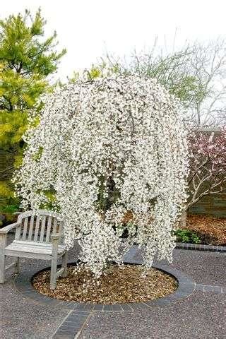 We did not find results for: Weeping Cherry Snow Fountain 4ft - Hello Hello Plants ...