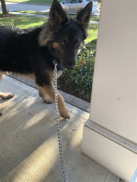 Dog for Adoption - Kira (CL), a German Shepherd Dog in Raleigh, NC