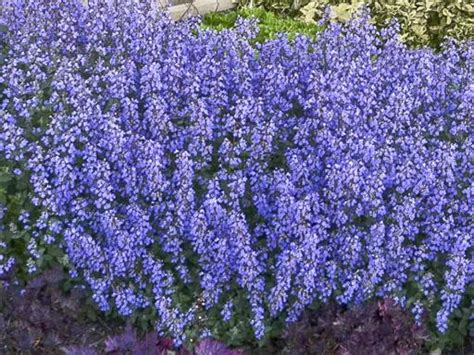 From early summer into early fall, the foliage is topped with long, dark flower stems boasting showy spikes of indigo blue flowers with rosy purple calyces. pepinieres Chombart - vivaces-en-conteneurs.com