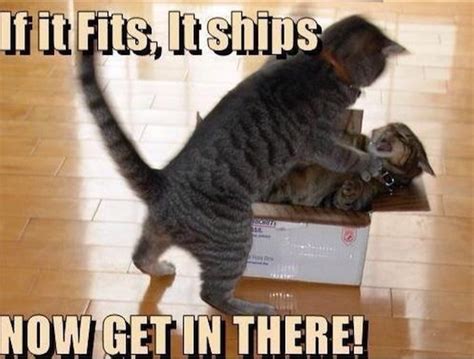 50 Best Funny Cat Memes Of All Time The Viraler