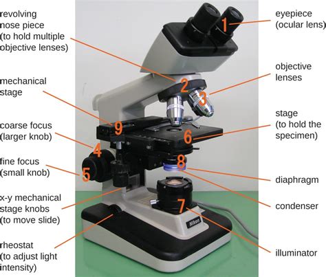 31 Introduction To The Microscope Biology Libretexts