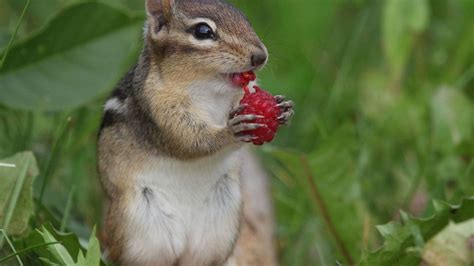 Wallpaper Chipmunk Berry Raspberry Hd Picture Image