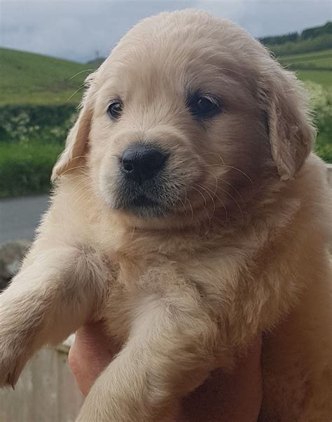 See more of golden retriever puppies on facebook. MALE Golden Retriever - 5* Licensed Breeder | Brampton ...