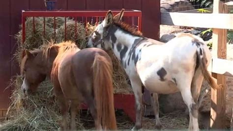 Hi there, we're the catons, a family of four running a small farm/zoo in virginia. Kids break into farm and abuse petting zoo animals, owners ...