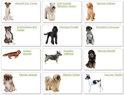 All List Of Different Dogs Breeds Dog Breeds List With Picture