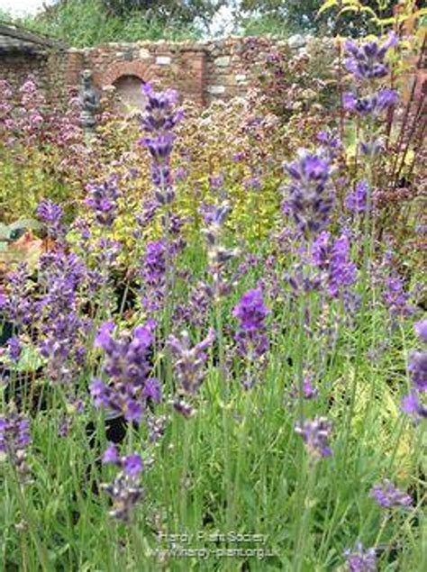 Buy Lavandula Angustifolia Munstead English Lavender From Shire Plants