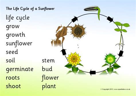 The life cycle of these annual plants is described here. Related Items
