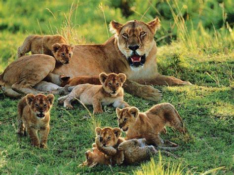 Lioness And Cubs Animals Wild Cute Animals Animals Beautiful