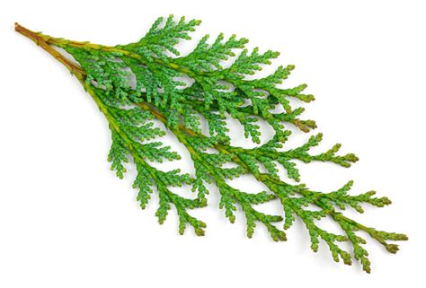 Arborvitae Leaves On A White Background Stock Photo Download Image