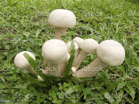 White Mushrooms Grow In Grass Stock Photo Download Image Now