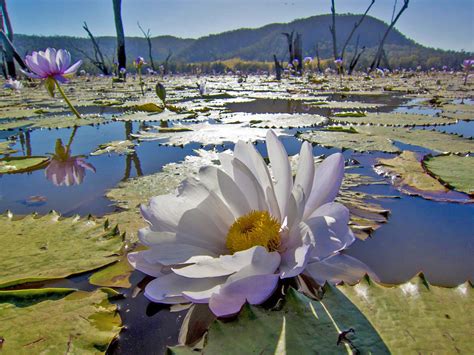With a little time and care, you'll have a gorgeous collection of water lilies year after year. The Giant Water Lily