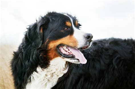 Bernese Mountain Dog Portrait Adult Purebred Stock Image Image