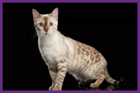 Kucing Bengal Harga Dan Jenis Terlengkap Update 2023 Kucing Ku