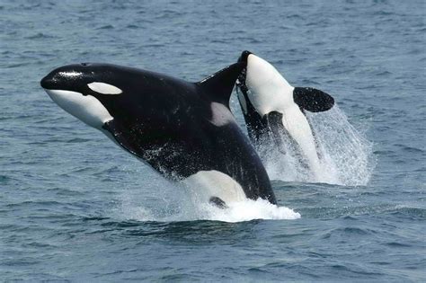 Killer Whales Orcas Jumping Image Free Stock Photo Public Domain
