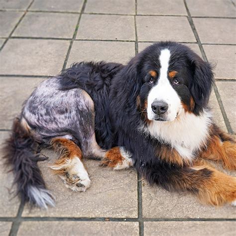 They then replace it with an artificial joint often made of metal and plastic components. Hip Dysplasia & Hip Conditions in Dogs | Surgery & Costs