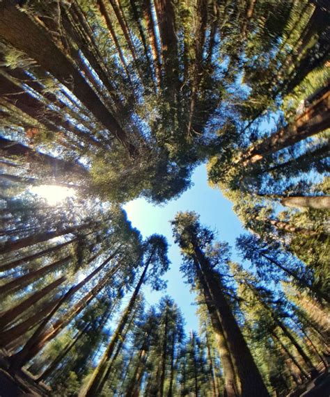 Sequoia National Park Randonnées Et Infos Pratiques Tour Mondefr