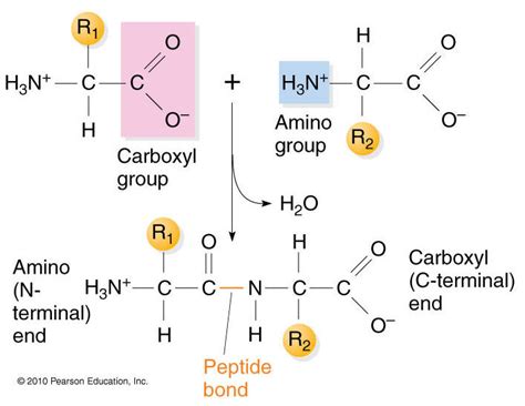 Nucleic Acids