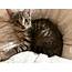 What Breed Is My Tabby Cat  TheCatSite