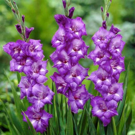 Gladiole Purple 5 Buc Bulbi Flori