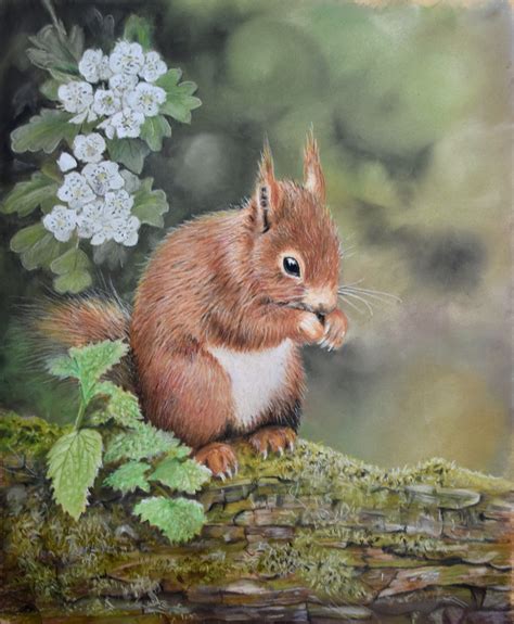 Red Squirrel Pastel Pencil Fine Art Drawings By Paul
