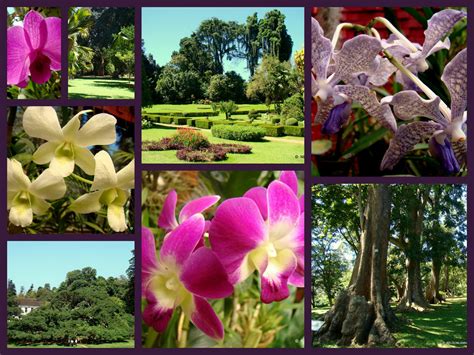 Here is a small home garden in a kandy suburb of sri lanka which spreads at about 40 perches of land. Peradeniya Botanical Garden - Sri Lanka