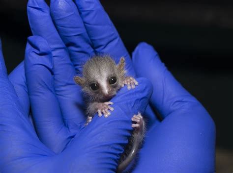Tiny Lemur Twins Born At The Duke Lemur Center Zooborns
