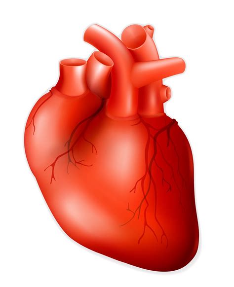 Download Human Heart For Free Human Heart Human Heart