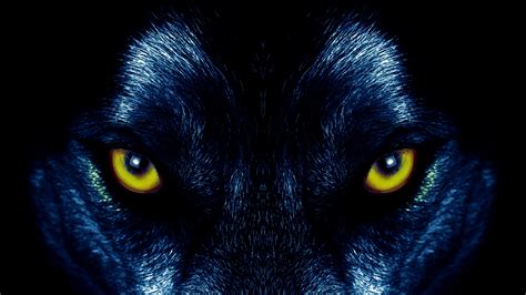 Download Stare Animal Wolf 4k Ultra Hd Wallpaper