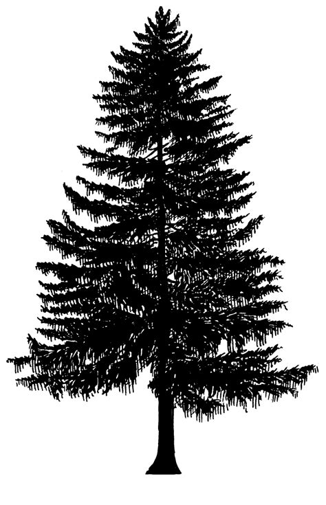 Evergreen Tree Images