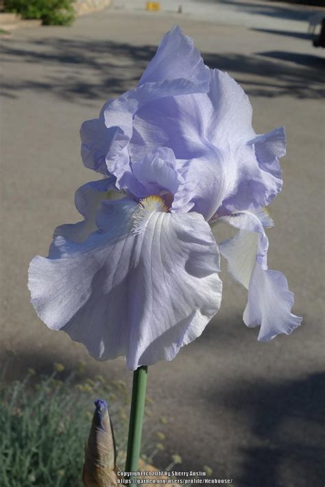 Tall Bearded Iris Iris Blue Sapphire In The Irises Database