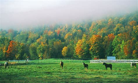 Horse Farm In Rural Vermont