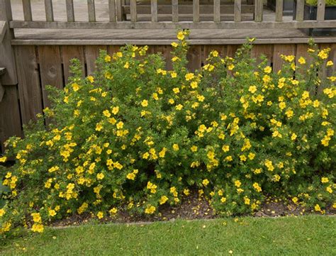Potentilla Guide How To Grow And Care For “shrubby Cinquefoil”