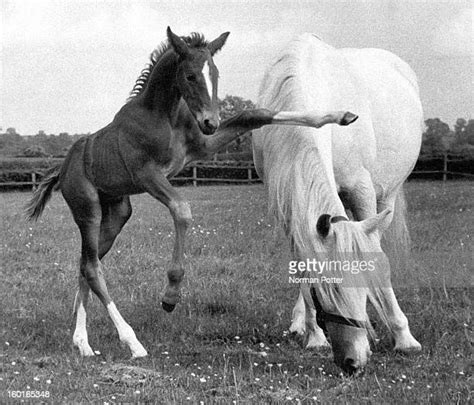 Foal Horse Photos And Premium High Res Pictures Getty Images