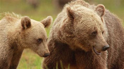Mother Bears Get More Caring The Two Way Npr