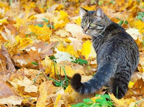 Eingewöhnung in der neuen wohnung umzug mit einem freigänger: Katze als Freigänger halten: Vorteile und Nachteile