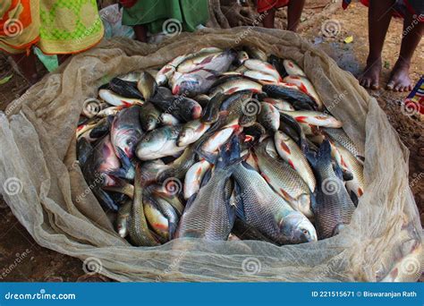 Pile Of Freshly Harvested Carp Fish Laying On Ground Fresh Rohu And