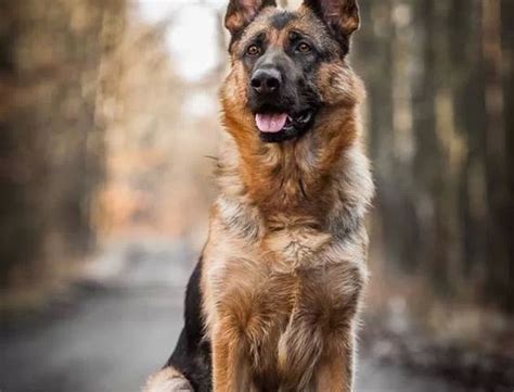 How To Train Your German Shepherd Monday Monday Network