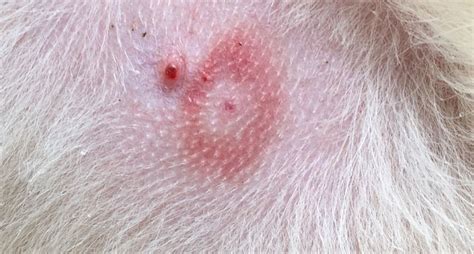 Lyme Disease In Dogs What You Need To Know About Pets Policy