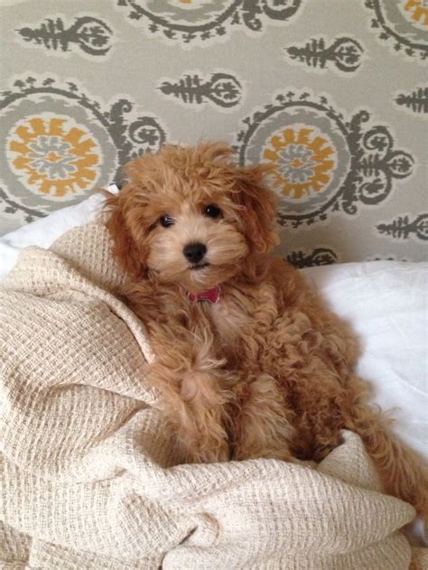 For kids (and adults!), the mini goldendoodle puppy is practically a teddy bear come to life. #goldendoodle #dogs #cute | Pets: I love Doodles ...