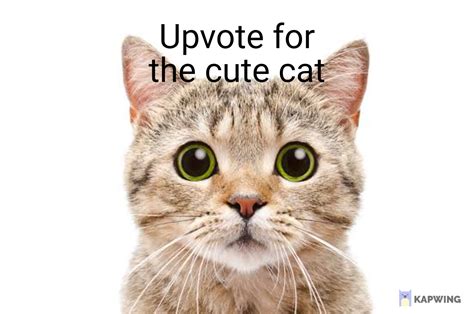 Please Upvote For The Cat Rfreekarma4u