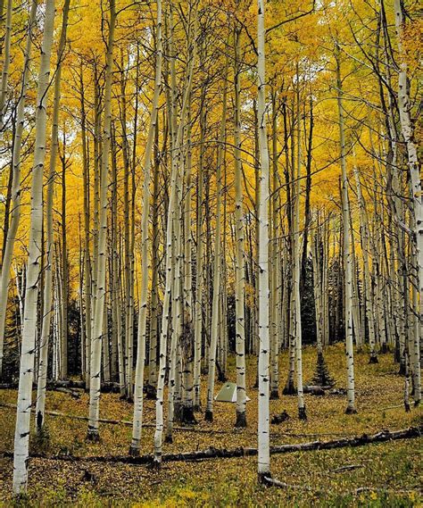 10 Ways To Enjoy The Best Fall Aspen Trees In Colorado
