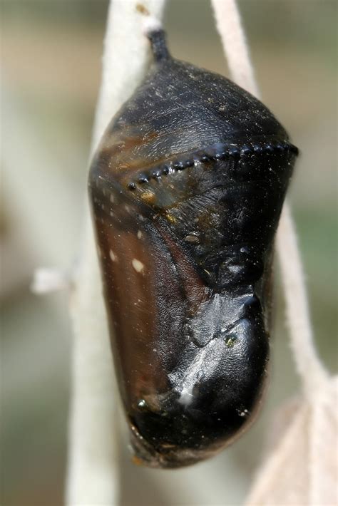 Select from premium monarch chrysalis of the highest quality. Nature's Archive Blog: Life and Death of a Queen - In One Day