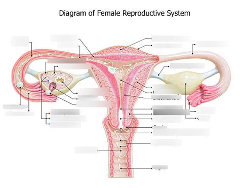 Histology Of The Female Reproductive Tract Diagram Quizlet Sexiz Pix