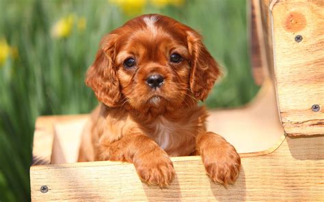 Pike's son ipg1 lesco v. available-puppies - Whistle Hill Puppies