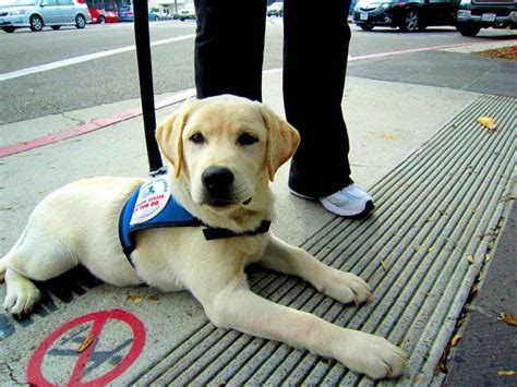 Maybe you would like to learn more about one of these? Depression Service Dog Treatment | petswithlove.us