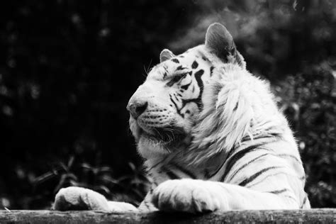 White Tiger Free Stock Photo Public Domain Pictures